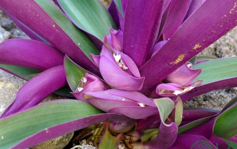 cây trồng viền bồn hoa