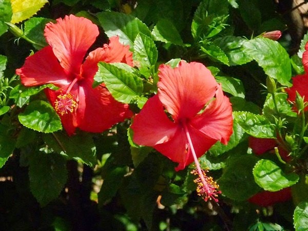 bồn hoa công viên