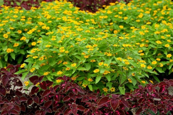 cây trồng bồn hoa