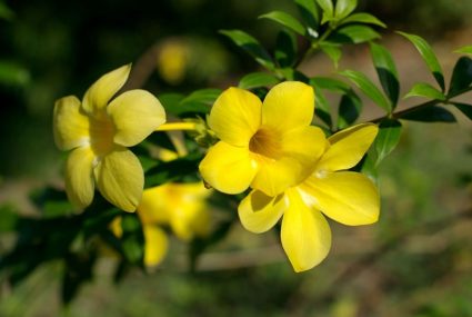 Trồng hoa nhài trong chậu