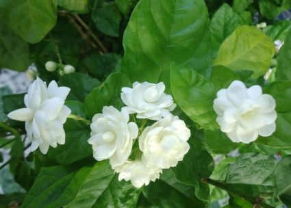 cách trồng hoa nhài trong chậu