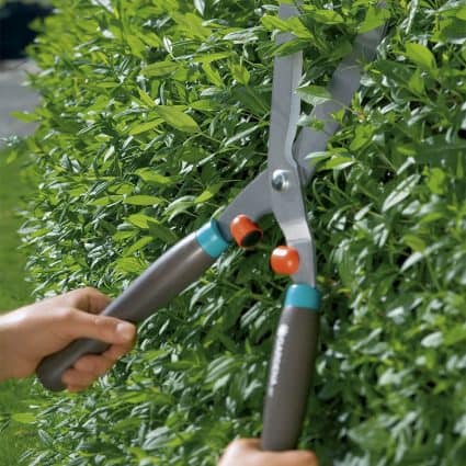 cách trồng cây hoa nhài trong chậu