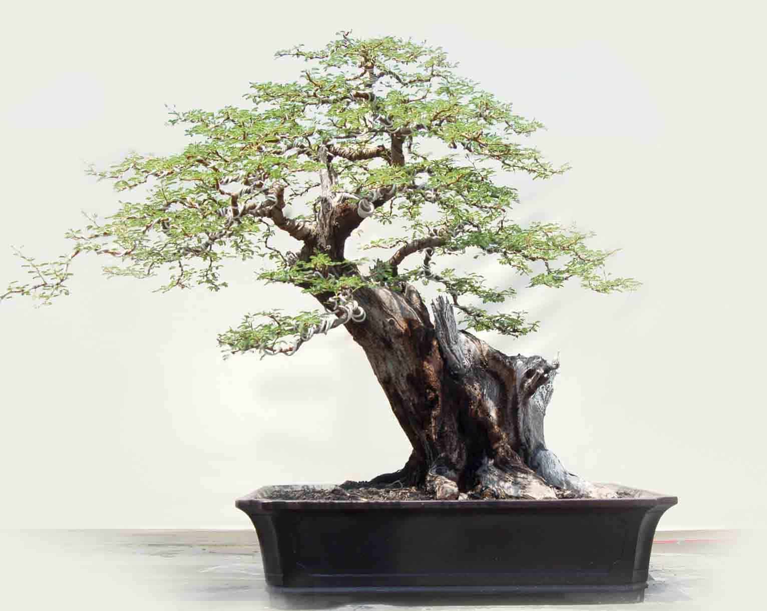 kỹ thuật uốn cây cảnh