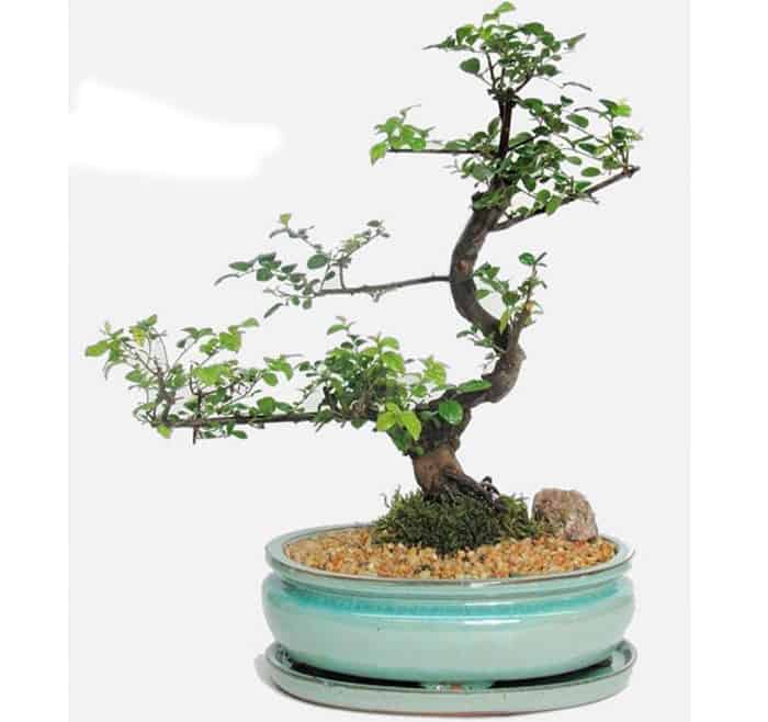 cách tạo thế cây cảnh đẹp