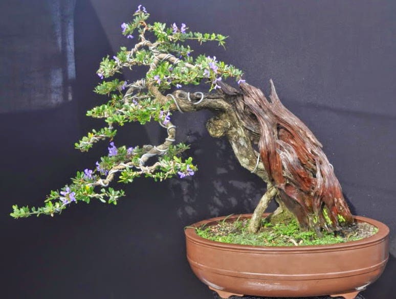 cách uốn cây bonsai