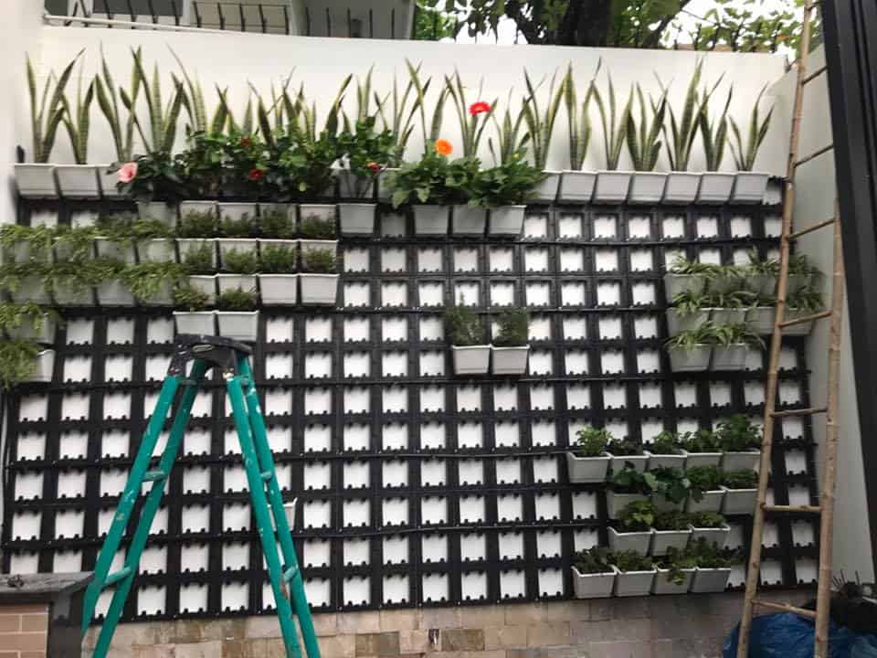 cách trồng cây trên tường nhà
