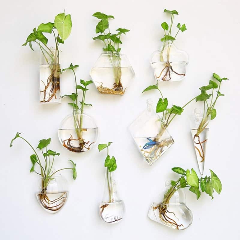 cách trồng cây xanh trên tường