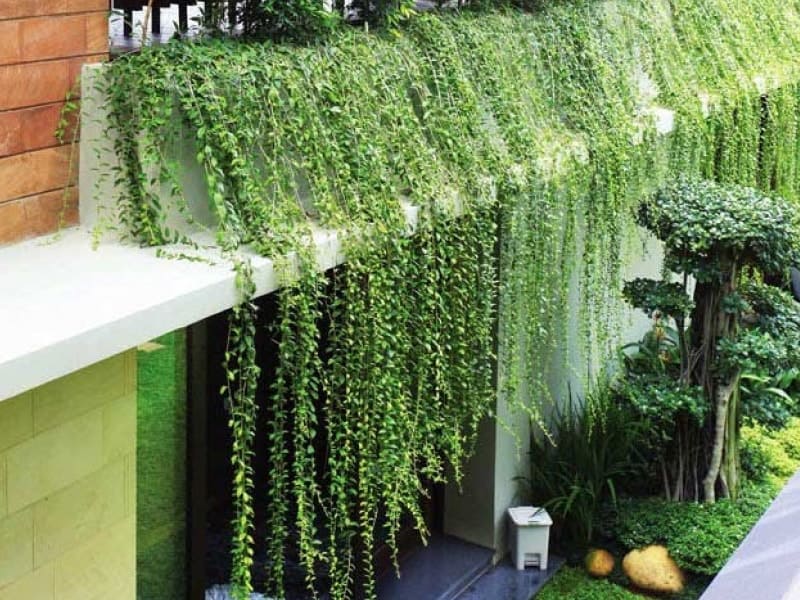 cách trồng cây xanh trên tường