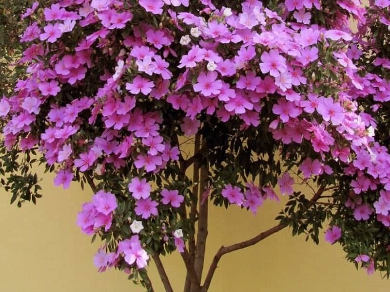 các loại hoa đẹp nở quanh năm