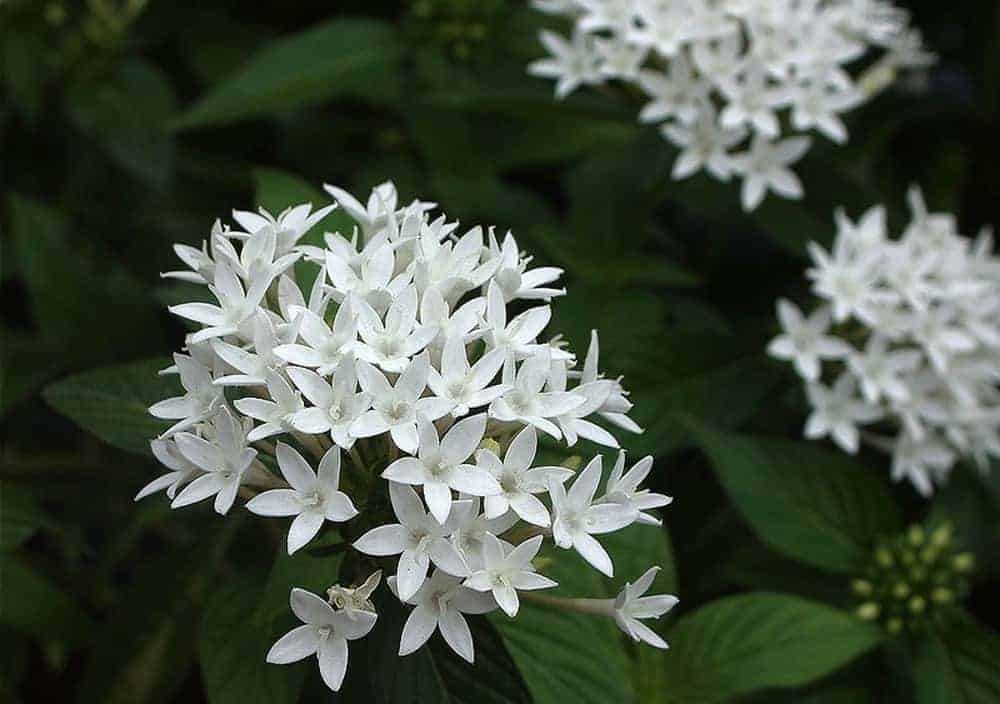 các loài hoa đẹp dễ trồng