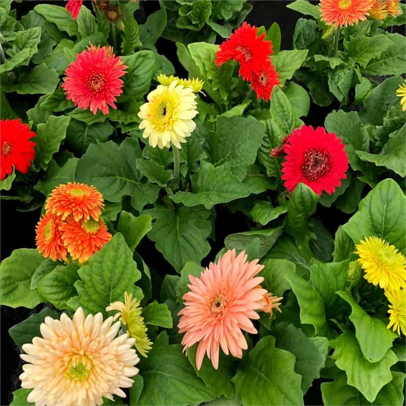 Cây hoa cảnh dễ trồng