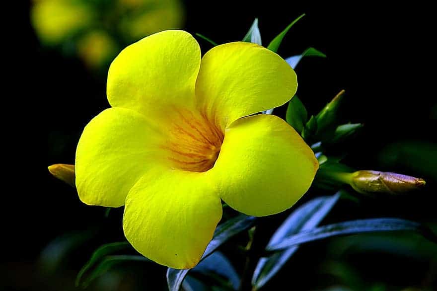 các loại hoa dễ trồng trong vườn