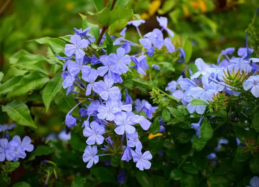 các loại hoa dễ trồng trong vườn