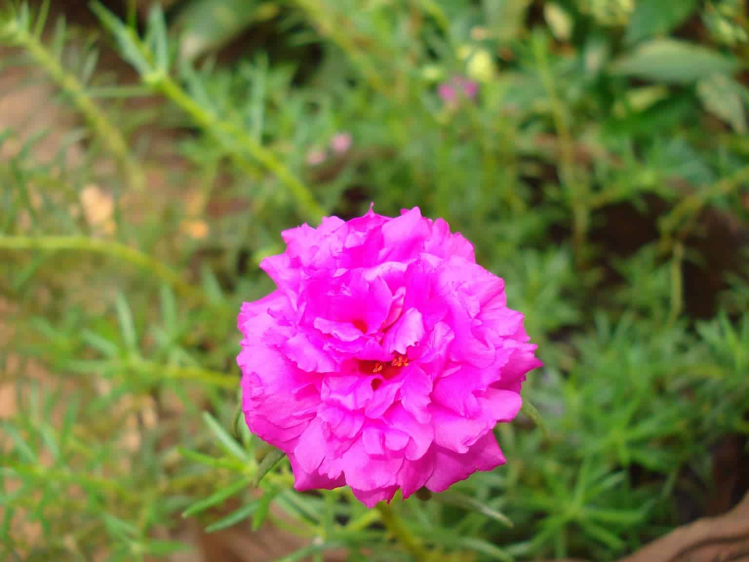 các loài hoa đẹp dễ trồng