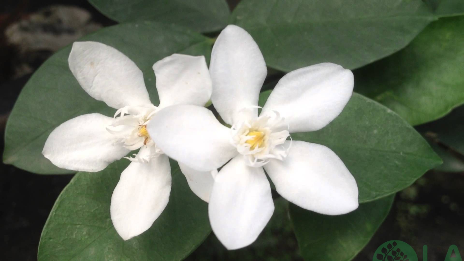 cây bụi trồng sân vườn cây bụi trồng sân vườn