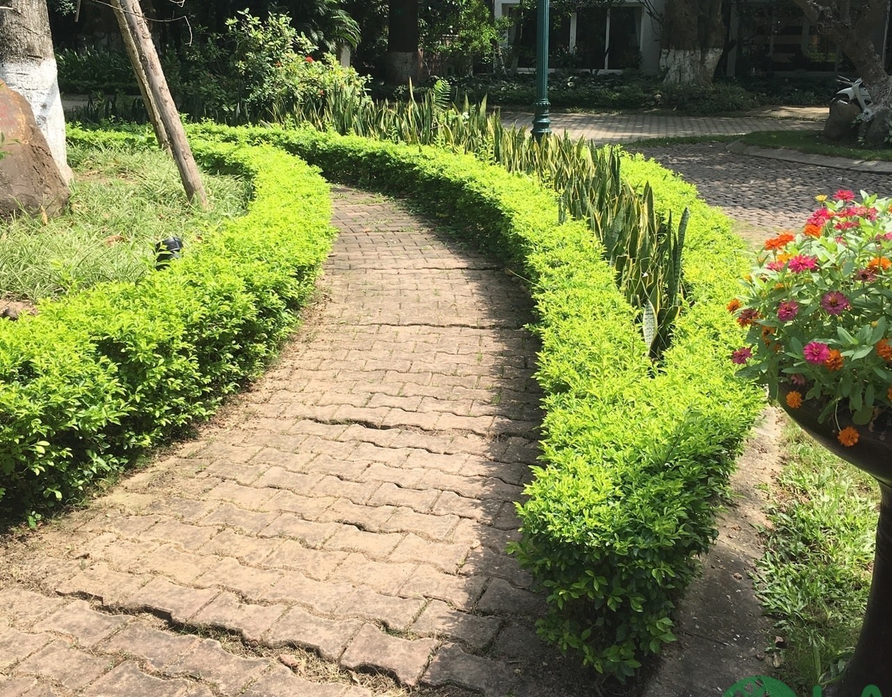 cây bụi trồng viền cây bụi trồng viền