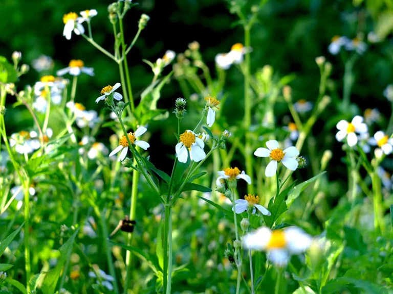 cây xanh trồng vỉa hè cây xanh trồng vỉa hè