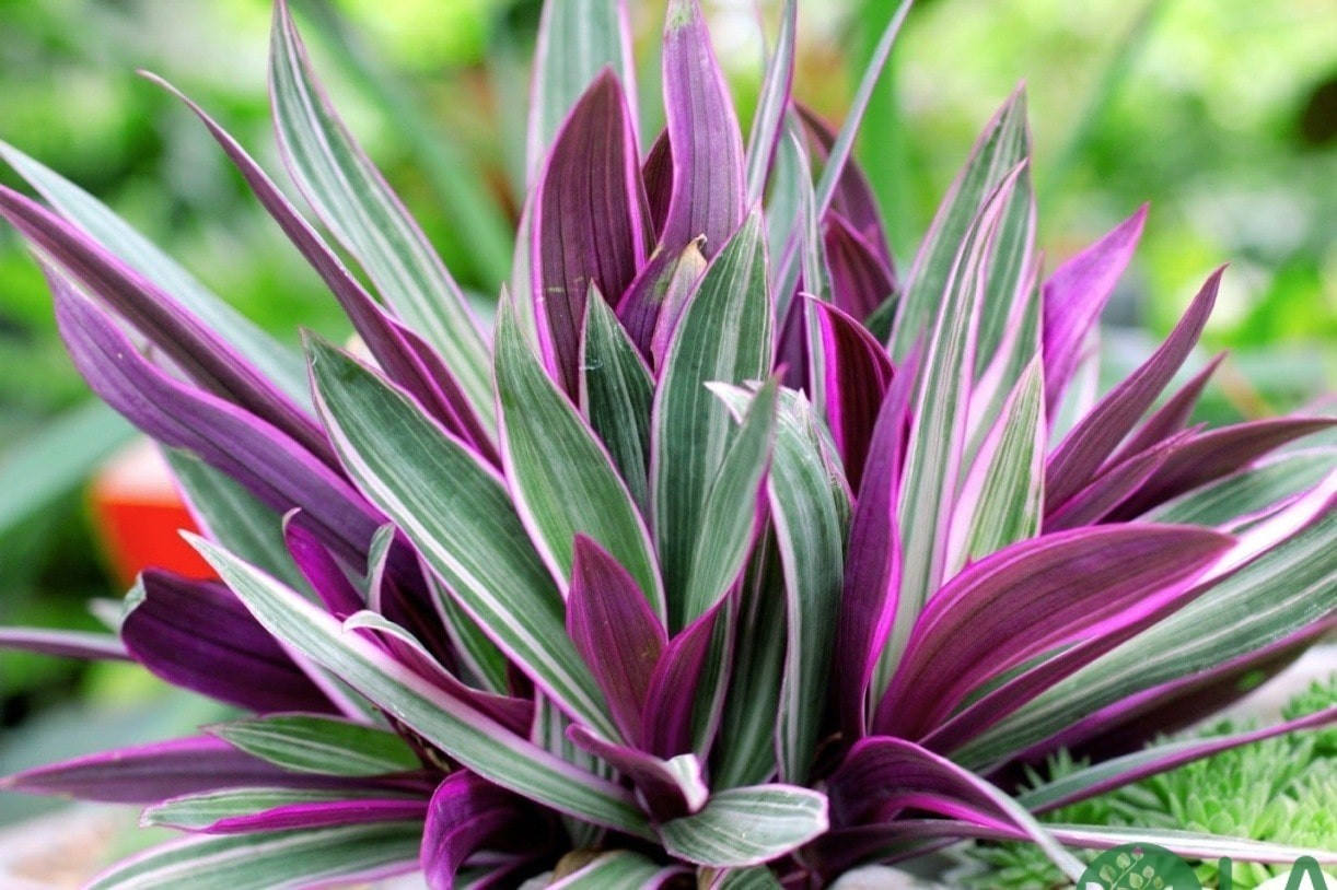 cây bụi trồng viền cây bụi trồng viền