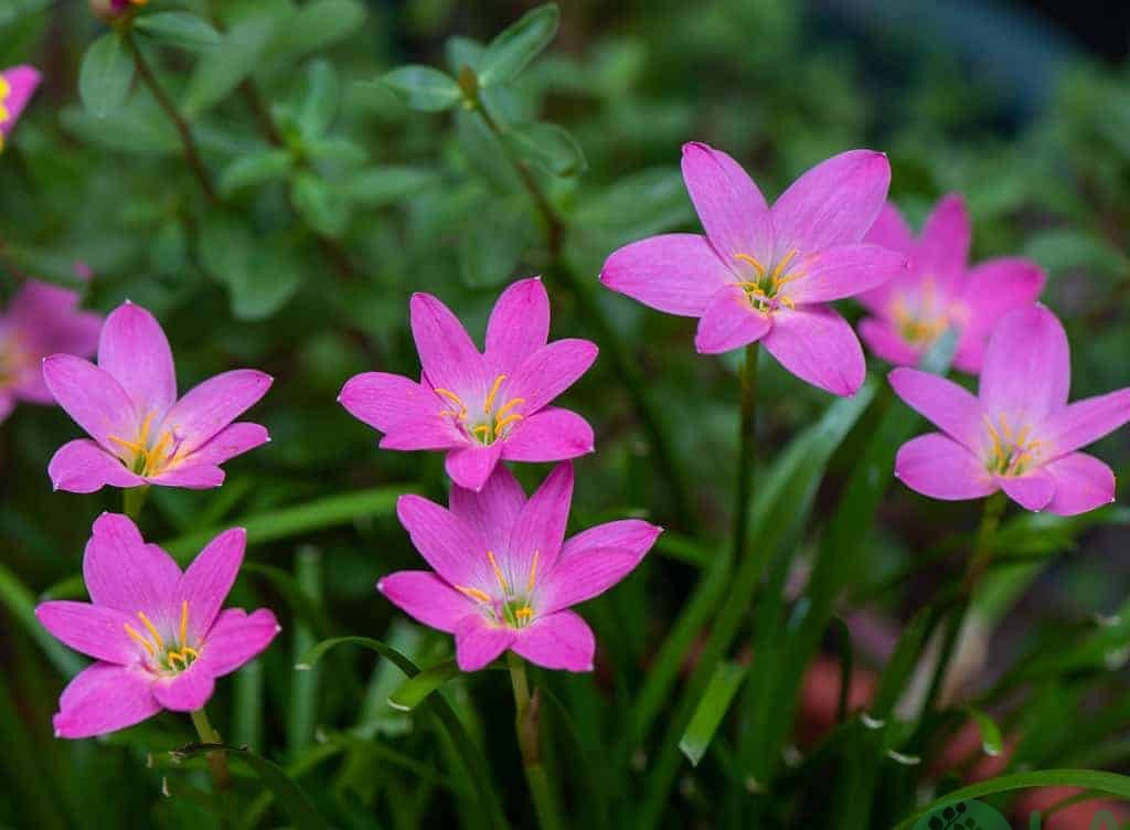 cây bụi trồng sân vườn cây bụi trồng sân vườn