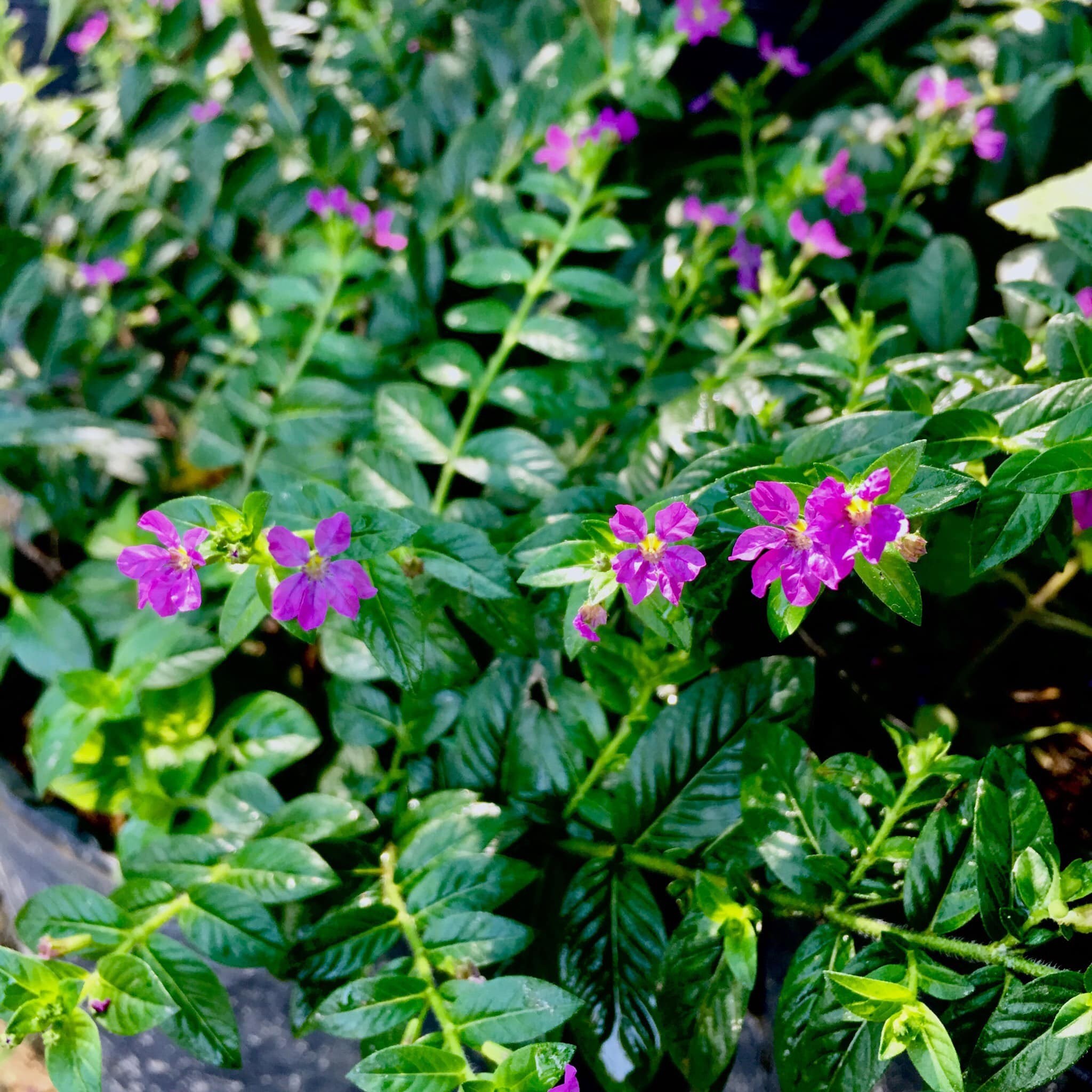 cây bụi trồng viền cây bụi trồng viền