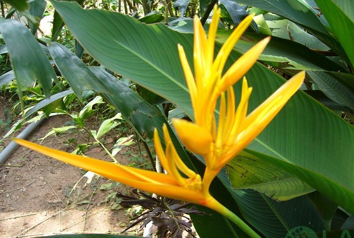 cây bụi trồng vỉa hè cây bụi trồng vỉa hè