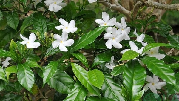 cây bụi trồng sân vườn cây bụi trồng sân vườn