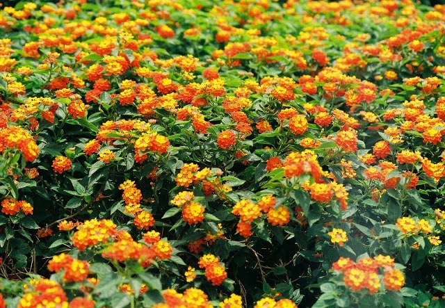 cây bụi trồng vỉa hè cây bụi trồng vỉa hè