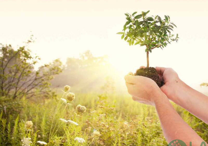 dịch vụ trồng cây cảnh dịch vụ trồng cây cảnh