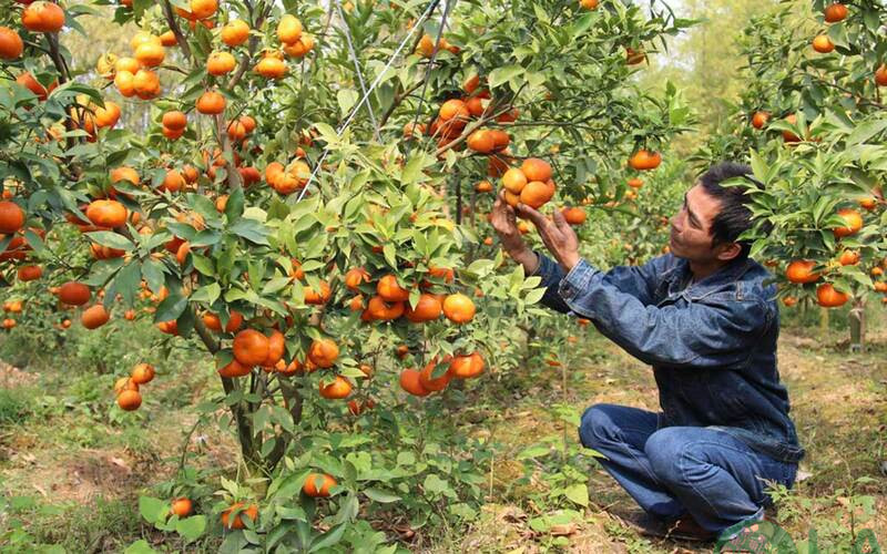 cây cam canh chơi tết