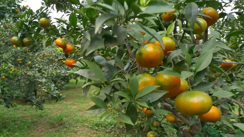 cam canh chơi tết