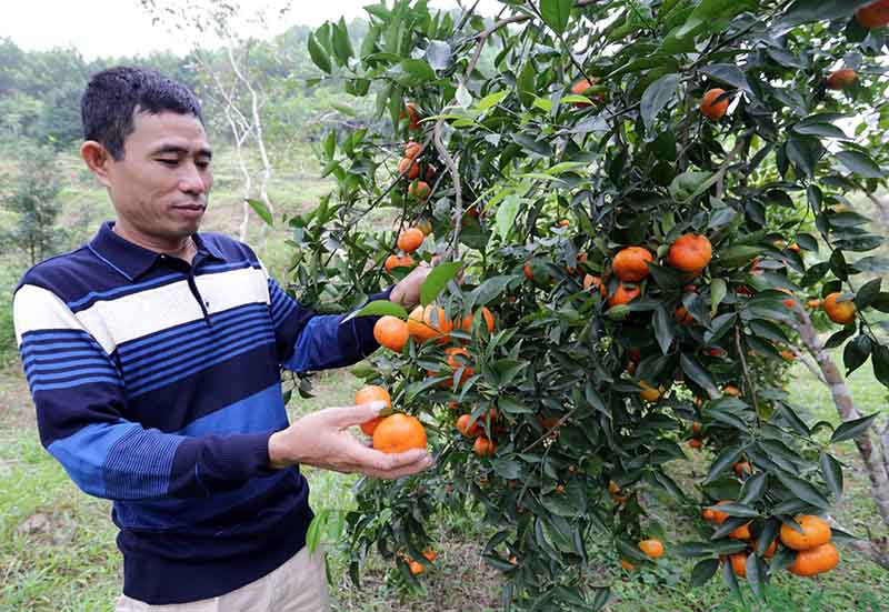 cây cam canh chơi tết
