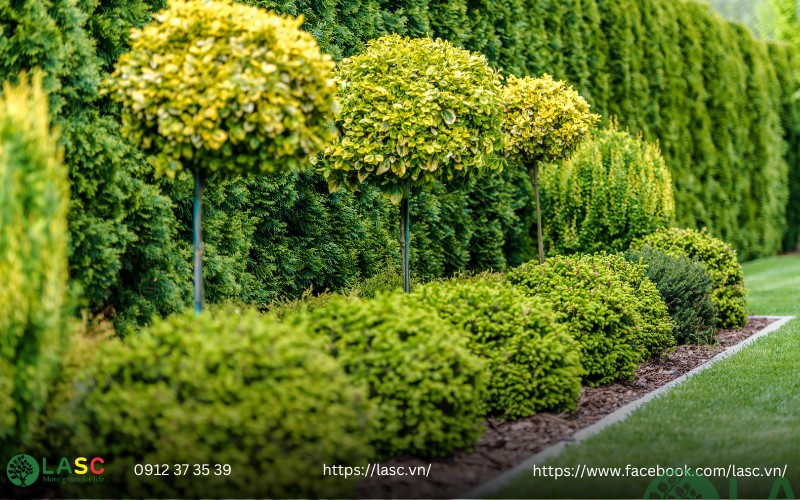 cây bụi công trình