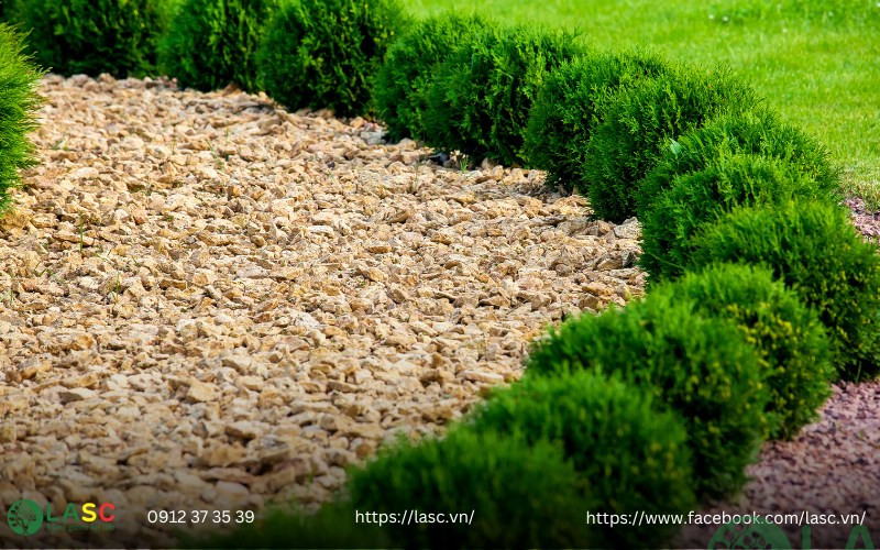 các loại cây bụi công trình