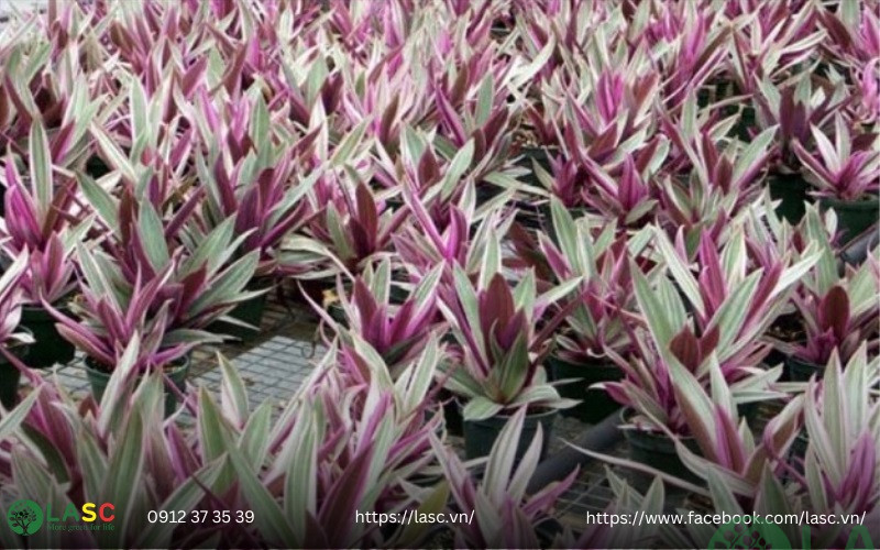 cây bụi công trình