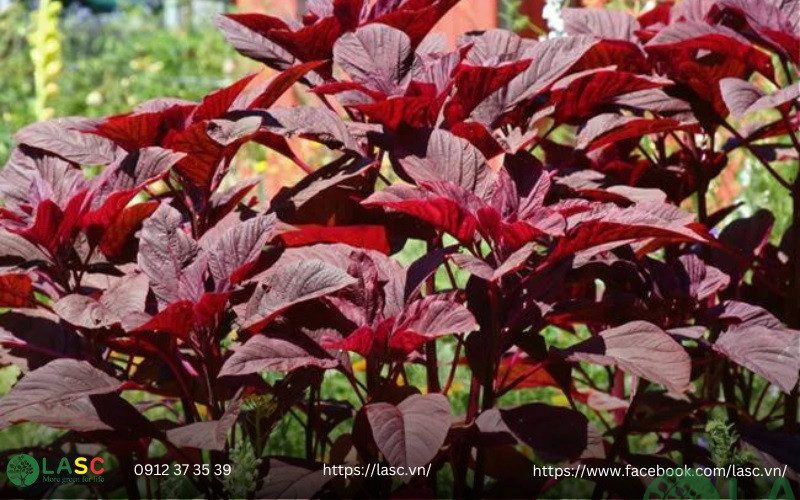 các loại cây bụi trồng sân vườn