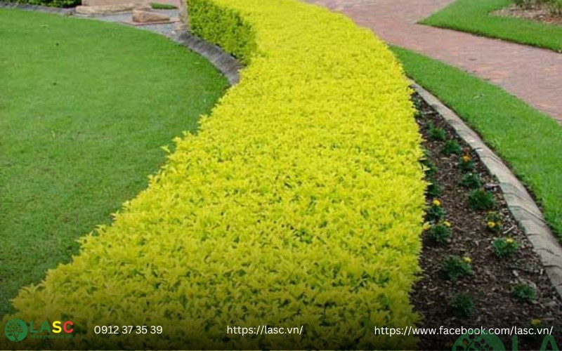các loại cây bụi công trình
