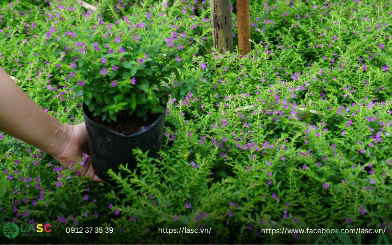 cây bụi công trình