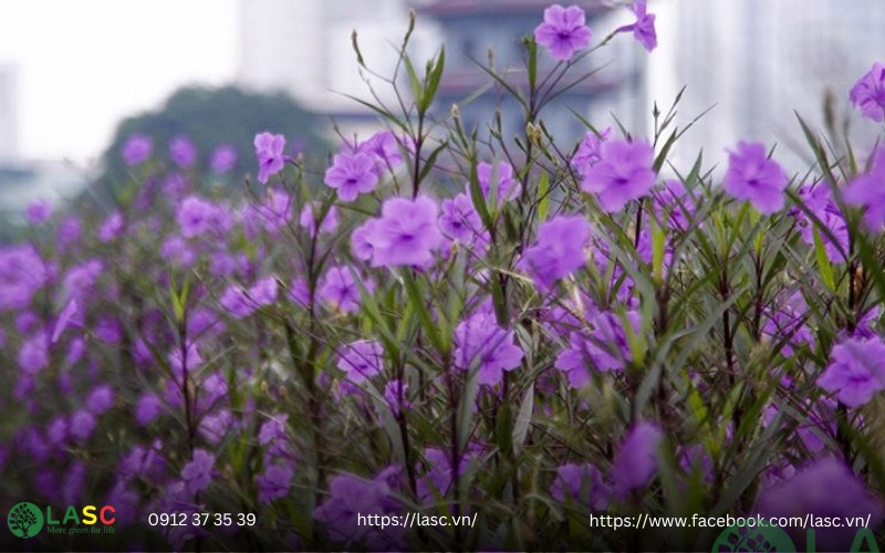 cây bụi công trình đẹp