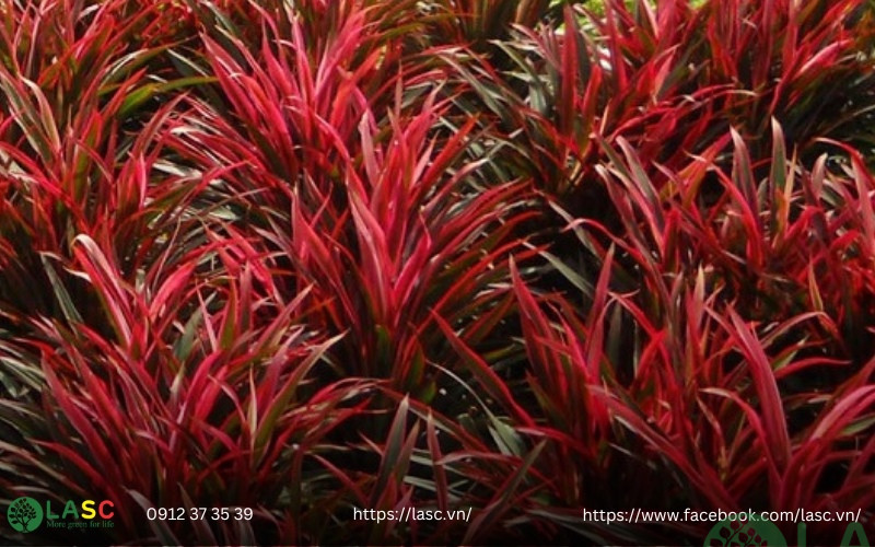 cây bụi công trình