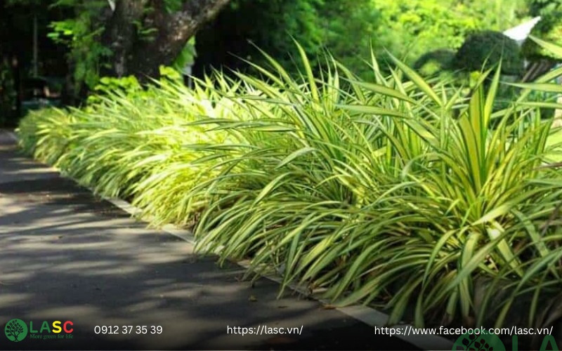 cây bụi công trình