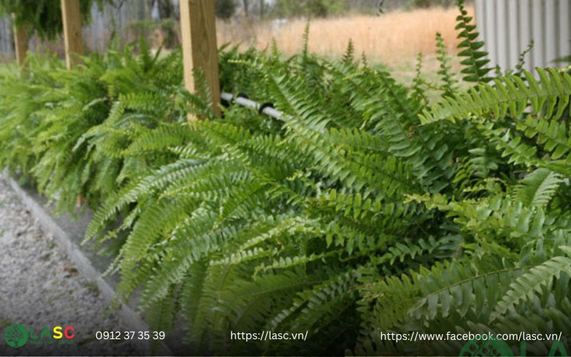 cây bụi công trình