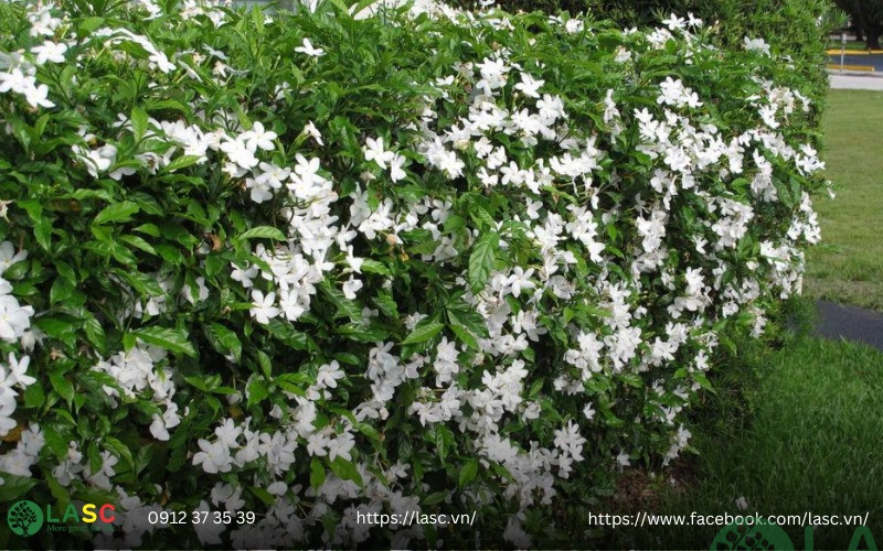 cây bụi công trình