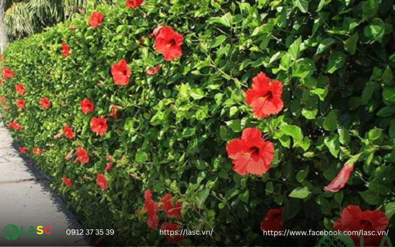 cây bụi công trình