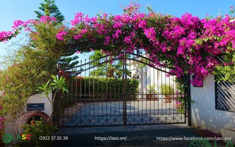 cây bụi công trình