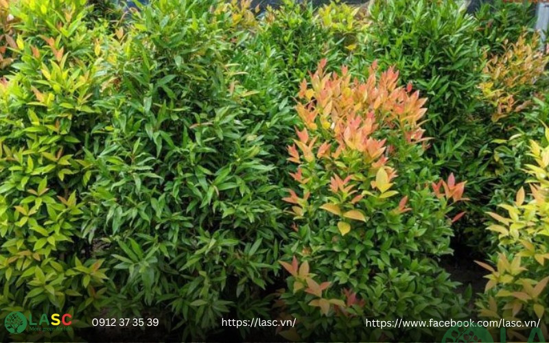 các loại cây bụi cao