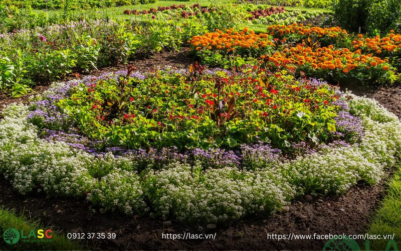 cây bụi công trình