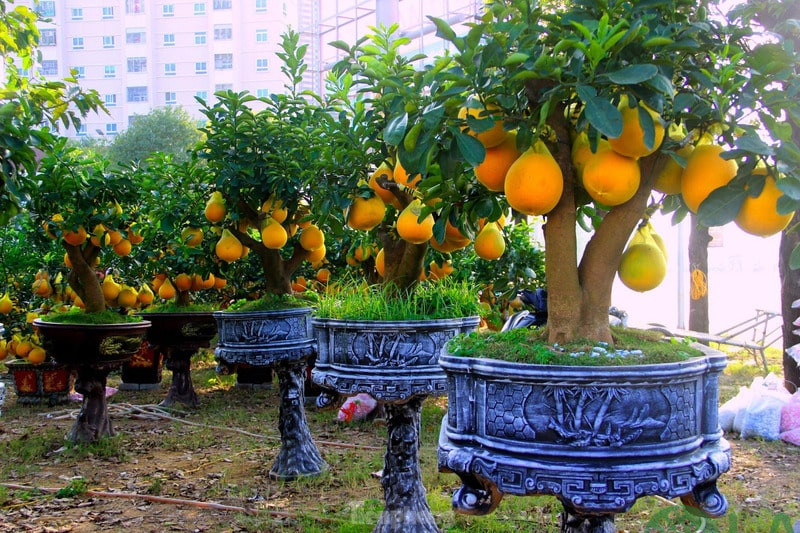 bưởi chơi Tết bưởi chơi Tết