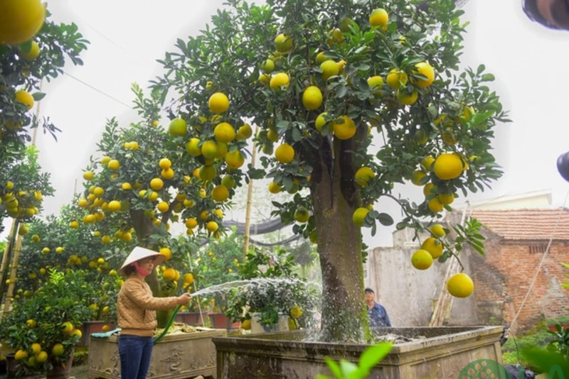giá cây bưởi chơi Tết giá cây bưởi chơi Tết