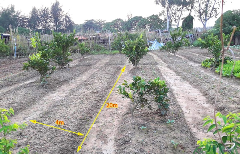 bưởi diễn chơi Tết bưởi diễn chơi Tết