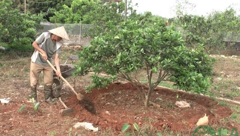 cây bưởi chơi Tết cây bưởi chơi Tết